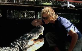 A Gator Wrestling Show - Animals - VIDEOTIME.COM