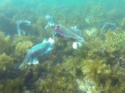 Australian Giant Cuttlefish - Animals - Y8.COM
