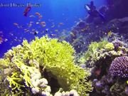 Underwater Footage Of Thailand