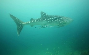Informational Video on Sharks - Animals - VIDEOTIME.COM
