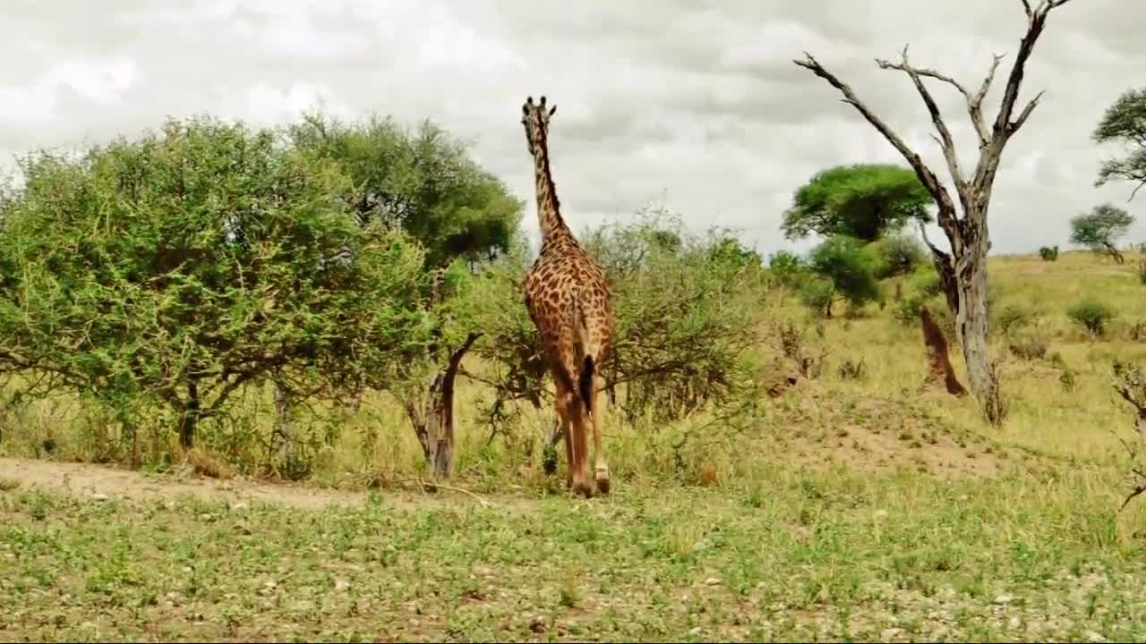 Short Film About Tanzania