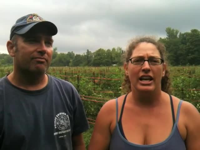 Local Heroes - Heirloom Tomato King And Queen