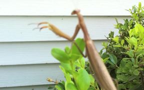 Praying Mantis - Animals - VIDEOTIME.COM