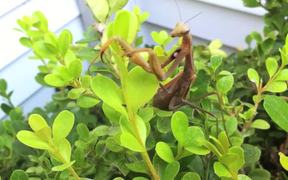 Praying Mantis
