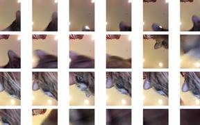 Cat Selfie - Animals - VIDEOTIME.COM