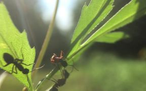 Ant Macro - Animals - VIDEOTIME.COM