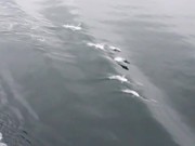 Pacific Dolphins Surfing In Waves