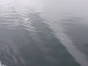Pacific Dolphins Surfing In Waves