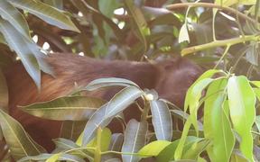 ExperienceTransat - Costa Rica - Animals - VIDEOTIME.COM