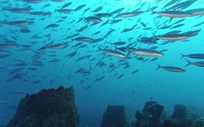 Martinique Diving - Fun - VIDEOTIME.COM