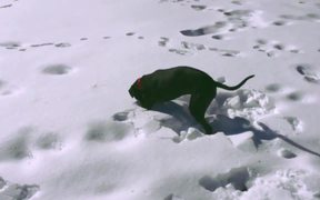 Snow Dog - Animals - VIDEOTIME.COM