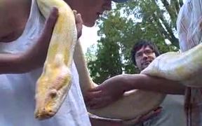 Snake Party - Animals - VIDEOTIME.COM