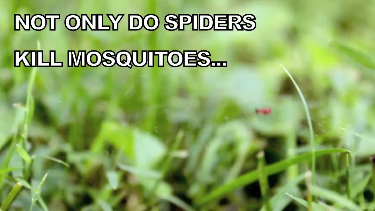 A Little Bugs