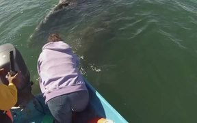 Whale Magic Tour “Head Butt” - Animals - VIDEOTIME.COM