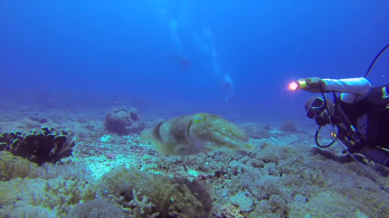 Lonely Cuttlefish