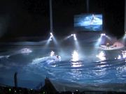 Show With Shirahama Dolphins