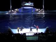 Show With Shirahama Dolphins