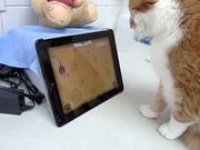 Beegie Meets the iPad Game for Cats