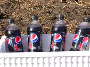Buffalo Pepsi Max