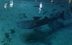Swimming With Whale Sharks - Animals - VIDEOTIME.COM