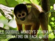 Top 5 Amazing Monkey Facts