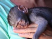 Top 5 Amazing Monkey Facts