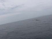 Dolphins At Kuala Rompin Trip