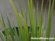 5 Amazing Health Benefits Of Lemongrass