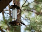 Durango Hummingbirds