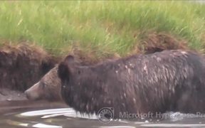Study Bear Motion - Animals - VIDEOTIME.COM