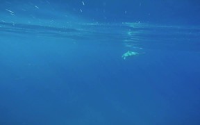Dolphin Diary 2 - Animals - VIDEOTIME.COM