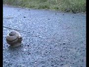 Snail Speed