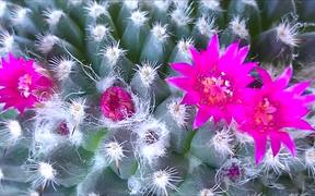 Flower Eating Cactus