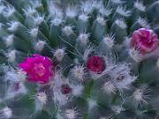 Flower Eating Cactus