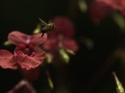 Honey Bee Takes Off