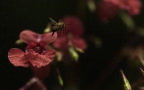 Honey Bee Takes Off - Fun - VIDEOTIME.COM