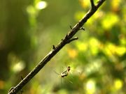 Mating Dragonflies in Flight
