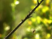 Mating Dragonflies in Flight