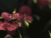 Bees Taking Off