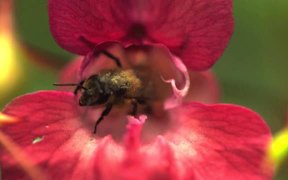 Bees Taking Off - Fun - VIDEOTIME.COM