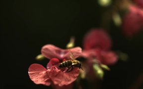 Bee in Ultra Slow Motion - Fun - VIDEOTIME.COM