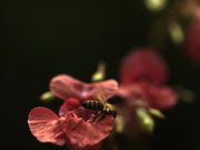 Bee in Ultra Slow Motion