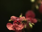 Bee in Ultra Slow Motion