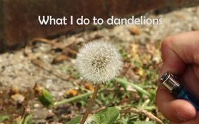 Dandelion Control