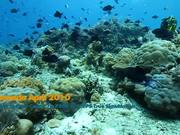 Canon 7D Underwater Video