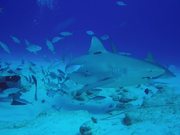 Bull Shark Diving