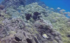 Snorkeling Hanauma Bay Hawaii - Fun - VIDEOTIME.COM
