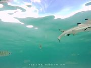 Scuba Diving Cruise with Mermaid II