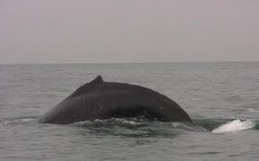 Humpback Whales - Animals - VIDEOTIME.COM