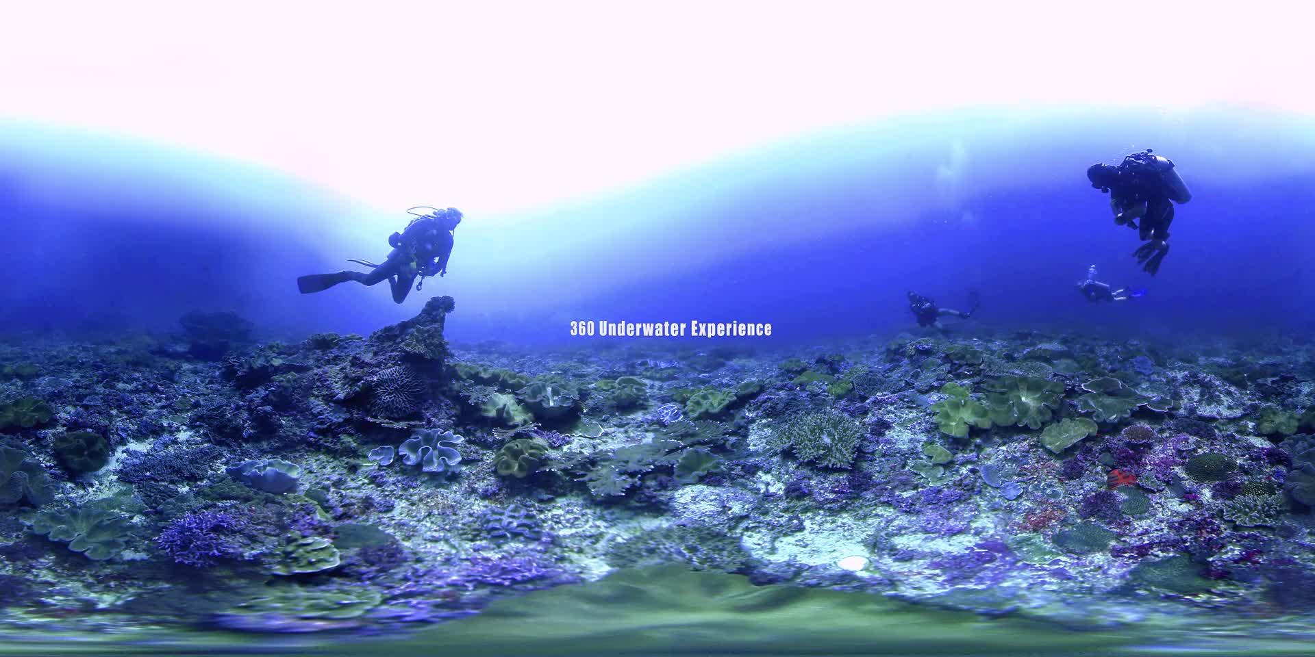 360 Underwater Manta Experience